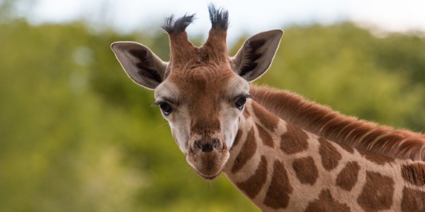 A giraffe looking at the camera.