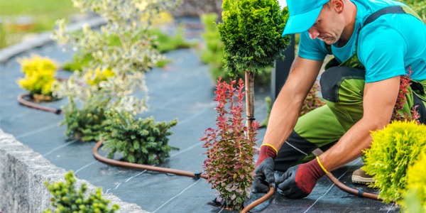 A landscaper installing an irrigation system in a garden.
