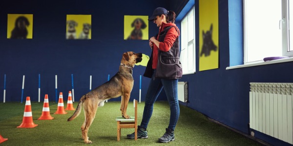 An animal trainer working with a dog.